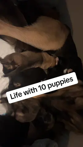 We have a zoo #puppiesoftiktok 