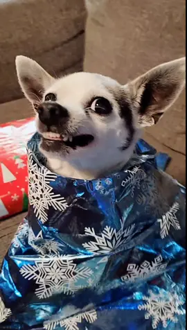 Is Manchas on your Christmas wishing list?? #christmas #gifts #chihuahua #fyp 