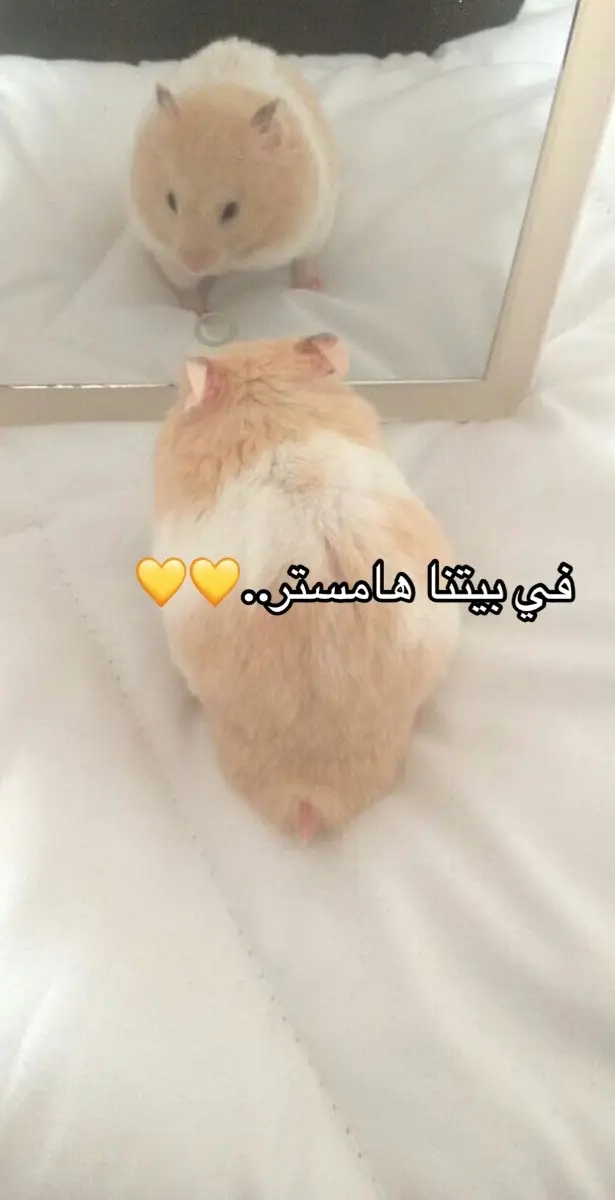 #fypシ #hamsters #virall #هههههههههههههههههههههههههههههههههههههه #الشعب_الصيني_ماله_حل😂😂 #الرياض #اكسبلور 