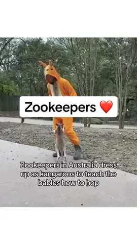 Animals are so wholesome 🥹❤️ #wholesome #animals #foryourpage #xybca #fyp #heartwarming #Love #fyp 