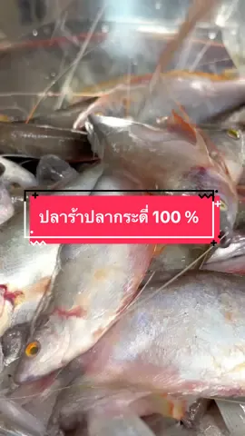 การรับปลาต้องได้จากผู้จับปลาที่ได้ใบอนุญาตจากกรมประมงเท่านั้น เมื่อจับปลาได้แล้วเดินทางถึงโรงงานใช้เวลาไม่เกินครึ่ง ชม และต้องหมักเสร็จภายในวันนั้นเลยค่ะ#เลี้ยงหมา17ตัว #ห้องครัวtiktok #ปลาร้ารัญจวน @รัญจวน 