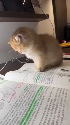 @Cute Pet Comes A cute little kitten dozing off#Cute Pet # Baby Cat # Doze off