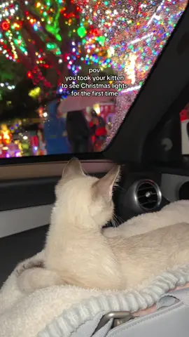 Merry Christmas Eve 🎄♥️ #christmascat #christmaskitten #christmaslights #lynxpointsiamese #cutecats #cutekittens 
