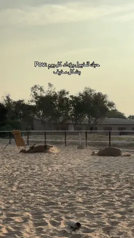 الله لا يحرمني منهم #fyp #اكسبلور #explore #خيل_وخياله🐎 #خيل #horse #viral 