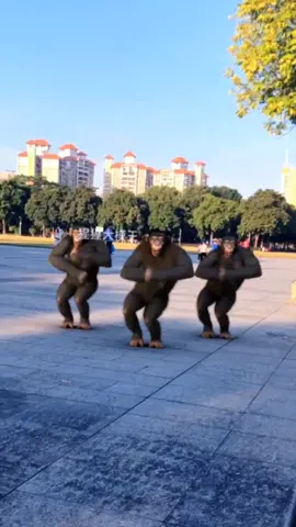ba chị em tập múa #animals# #viral #fyp #trending #dexuatxuhuong #funnyvideos # #monkey #funny #gibbon 