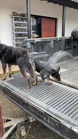 De tal palo, tal astilla 🤣😍 #australiancattledog  #australiancattledog#blueheelers#mascotas#ganaderia#finca#campo#animales#pastoraustraliano#humortiktok 