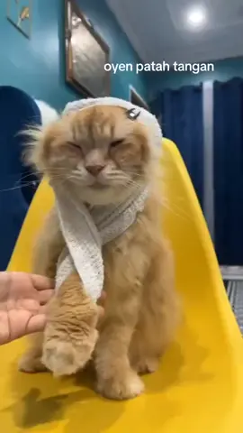 jururawat manalah yang balut macam tu dikkkkkk........ #santai #hiburan #lawak #kelakar #lucu #kucing #meow #oyen #janganstress2santai #tiktok #tiktokviral #tiktokvideo #tiktokfyp #tiktokmalaysia #malaysiatiktok #malaysia #vtt #content #video #videofyp #videoviral #videotiktok #viral #virall #viralvideo #viraltiktok #trend #trending #trendingvideo #trendingtiktok #foryou #foryoupage #foryourpage #fyp #fypシ #fypシ゚viral #fyppppppppppppppppppppppp #fypviral #fypvideo #masukberanda #masukberandafyp #masukfyp #beranda #berandatiktok #berandafyp  #meledak 