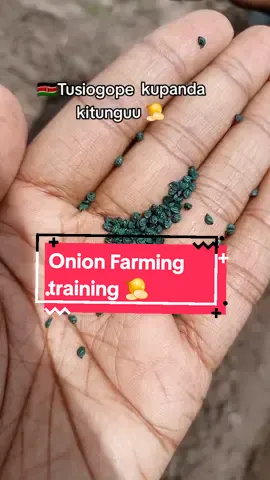Cultivating onions requires careful attention, but it is fascinating to observe.  We provide in-depth consultation services for farm visits every Friday and Saturday. #agribusinesskenya #farmvisitskenya  #farmingkenya #onionfarmingkenya #malbecf1 