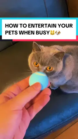 This thing keeps my cat entertained all day long… #ttshop #tiktokshop #Sale #deal #Discount 