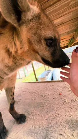 A boop for Jaws ❤️ #NOTpets #hyena #spottedhyena #Love #boop #boops #hyenas #boopthesnoot #boopboopboop #animal #animals #wow #asmr #fl #florida #fyp 