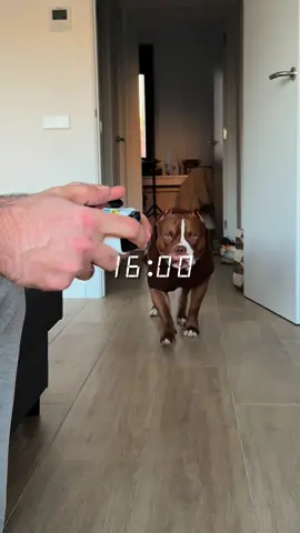 Name a better way to spend the day🦥🐻 #americanbully #asmr #dogasmr #dogcare #dogroutine #dogdaycare 
