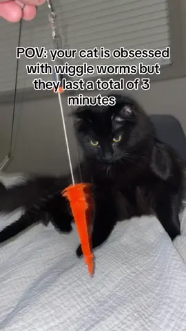 #catsoftiktok #blackcatsoftiktok #cat 