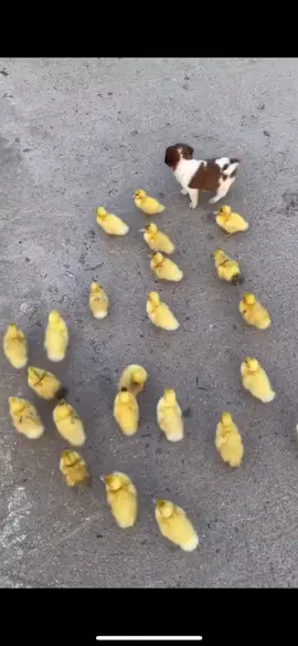 Cute puppy with baby chicks #puppy #puppytiktok #puppylove #fyp #viralvideo #viraltiktok #foruyou 