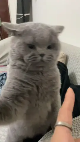 #cat #cute 