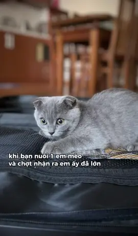 🐈