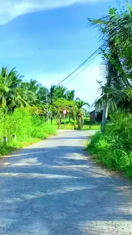 Hình như mọi người thích video đường quê như này!!! #binhyen #quetoi #bentre71🌴🥥 #kaquang #viral 