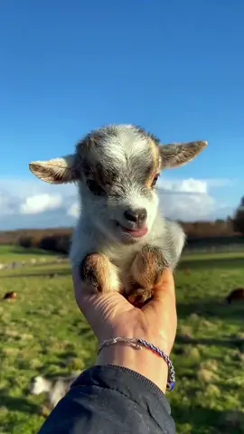 Cute#tiktok #foryou #lovely #cute #pet #sheep 