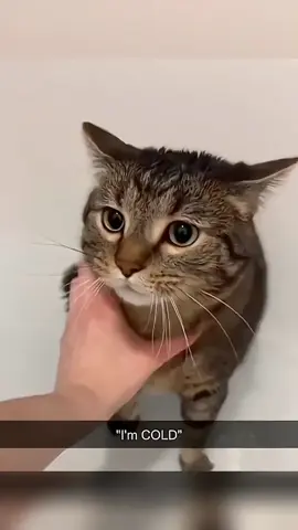 Funny animals  #pet #cat #dog #cute #animals #foryou #typ