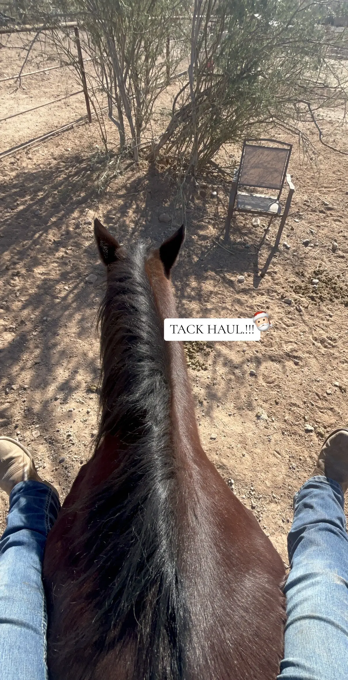 OH YEAH I LOVE CHRISTMAS#quarterhorse #equestriangirl #barrelhorse #horse #rodeo 