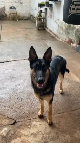 Este e o Thor 🐺
