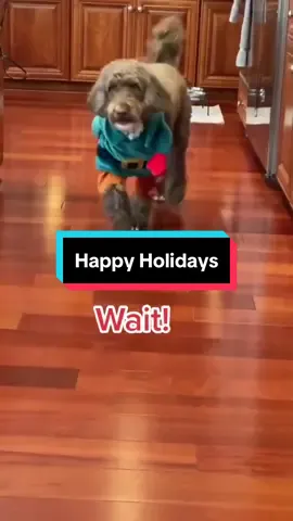 Merry Christmas and happy holidays 🎄🎁🥰💚❤️💚 #merrychristmas #happyholidays #cutedog #petlover #dogsofttiktok #PetsOfTikTok #SCC💚 #petslife🐶 #onthisday 