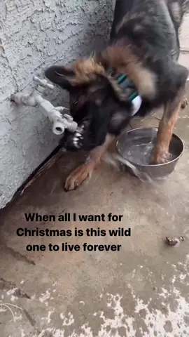 What did yall get for the howlidays? #christmasdogmom #gsdofinsta #germanshepherdlife #gsdmum #barkwithit #dogmumclub 