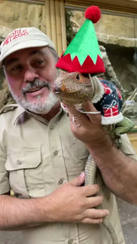 Our Caiman Lizard is trying to be on his best behavior so he can make the nice list and have Santa drop him off some gifts🎁😅 But I know he wants all off you to have an amazing Christmas with family and friends🥰🎄Hope everyone had an awesome Christmas today🙌 • • • #merrychristmas #reptile #santa #funny #caiman #lizard #tik #tok #tiktok #funnyvideos #happy #gator #fun #santaclaus #christmas #video #merry #holiday #season #cute #hat #santa #coming #to #town 