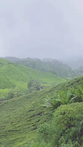 #bohteamalaysia ! What a view