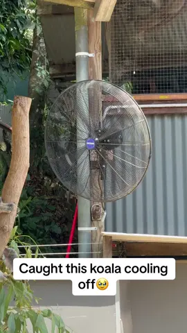 This is adorable🥹🤣 #Pubity (Explore Oz With Us via ViralHog)
