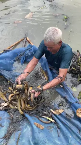 Best eel trap technique with primitive survival skills #fishing 