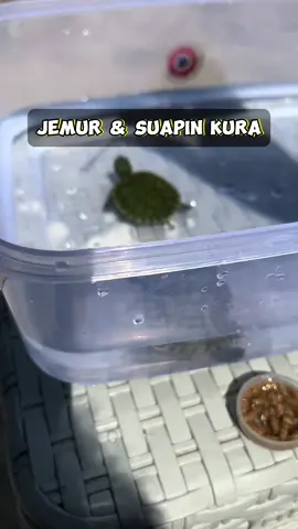 Waktunya berjemur sambil sarapan🐢😆 #kurakura #kurakurabrazil #babykurakura #aquatic #fyp 