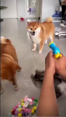 Plush Ball Shooter Gun is a toy suitable for pets of all sizes and ages, allowing them to release stress and maintain a healthy body and mind while playing. # TikTok # Novice Cat # My Pet is So Cute # Unique Pet Keeping Story