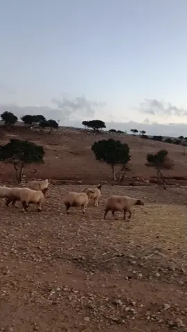 #الرمثايه #تيوتا 