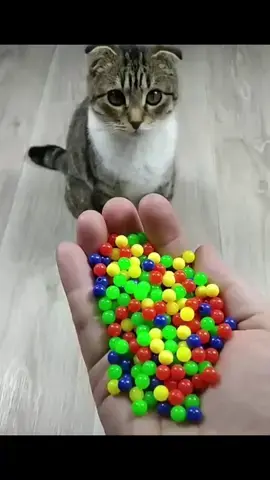 wait it 🤣 #foryou #foryoupage #funnyvideos #cat 