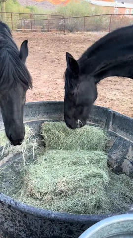 Who else likes the sound of horses eating hay? #arcolaranch #friesianmare #friesians #horses #horselife #blackhorse 
