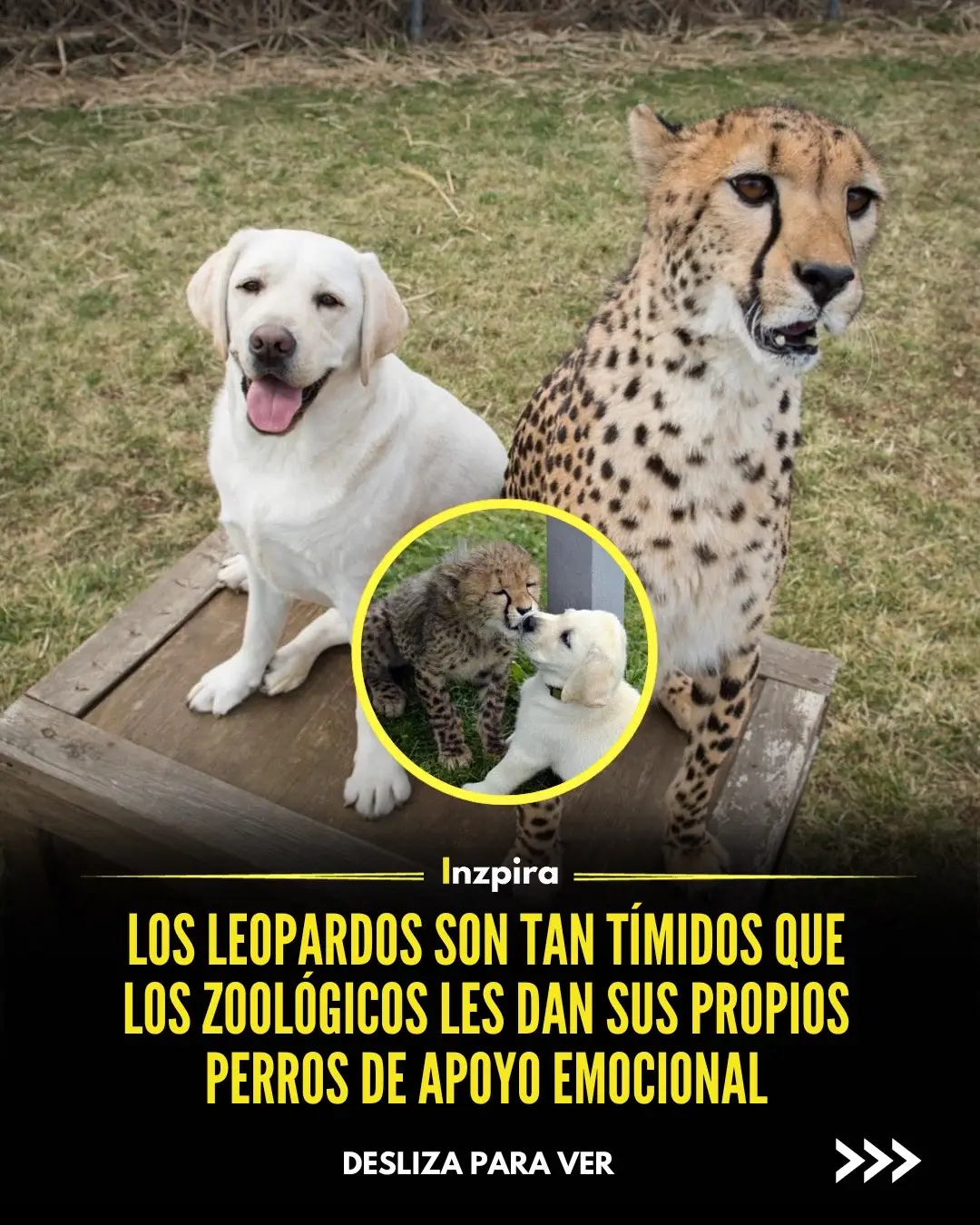 Aunque los #leopardos pueden ser el animal más rápido de la #Tierra por si fuera poco, en realidad, son seres muy sensibles. Se ponen muy ansiosos; no saben socializar entre ellos y se estresan demasiado para procrear. Por eso necesitan ayuda, ya que se están extinguiendo. Al ver que los leopardos necesitan ayuda, los cuidadores de los zoológicos llevan años asignando a estos animales sus propios #perros de apoyo emocional. 