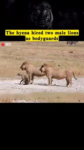 The hyena hired two male lions as bodyguards #fyp #animal #animalsoftiktok #lion #hyena 