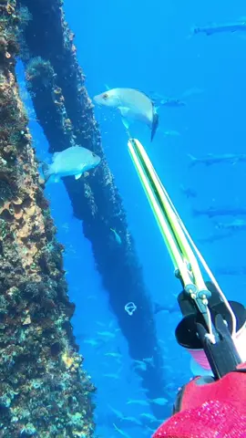 Follow the insta link in bio for more. No fish was harmed in this video #Lyonfish 