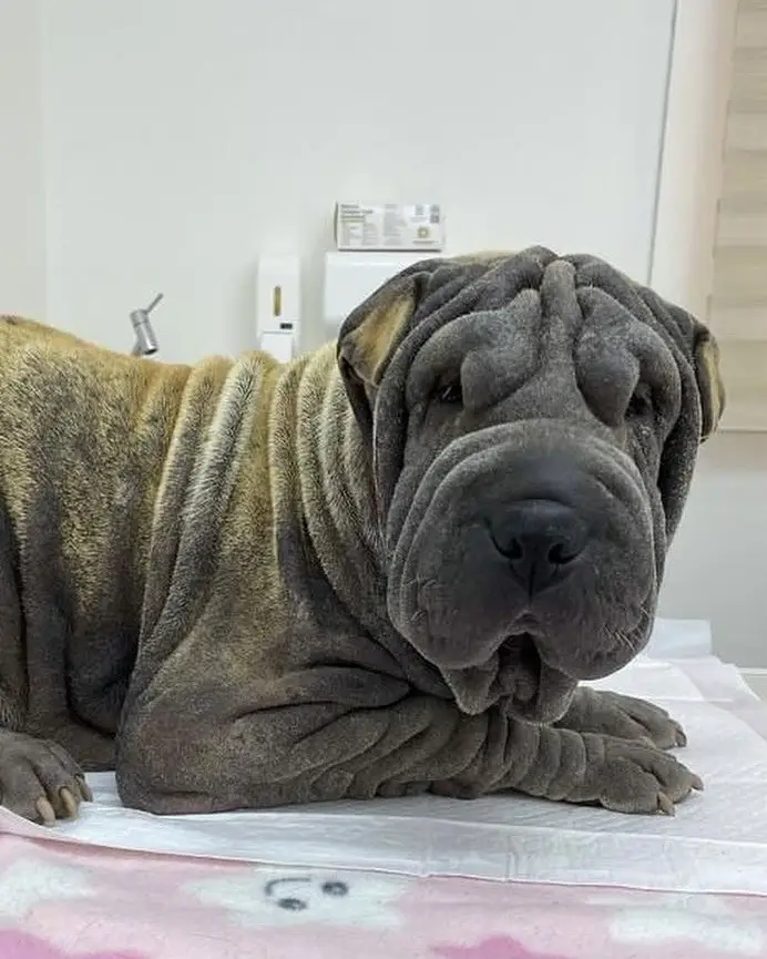 WE DESPERATELY NEED YOUR HELP FOR SOFI, THE SHARPEI. SHE WAS THROWN AWAY, AS IF HER LIFE WAS WORTH NO MORE THAN A PIECE OF TRASH, ALL WHILE HER HEALTH IS IN HORRIBLE CONDITION. WE WILL NEVER UNDERSTAND HOW THE HUMAN RACE CONSIDERS THEMSELVES SUPERIOR TO ALL OTHER LIVING BEINGS. SOS PLEASE HELP SOFI. WE AREN'T ASKING FOR A LOT, JUST ANY LITTLE AMOUNT YOU CAN SPARE. PLEASE KNOW THAT YOUR DONATION WILL REALLY HELP WITH ALL HER TREATMENTS AND CARE. WE CANNOT HELP HER ALONE, WE NEED YOU!!  To help, please visit the link in our bio for different donation options. Sofi has vulv@ discharge, discharge from her te@ts, lesiOns on her body, skin issues, an ear infection, a fever, and her eyelids are stuck together. She will need an ultrasound, skin scraping tests, blOod tests, and an ophthalmologist consultation, as her eyes are a whitish color. We will share more information soon... #fyp 