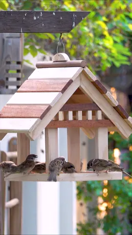 Turn old pallets into most impressive wooden bird feeder