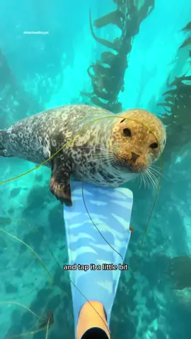 Sealvester content! I’m stoked to share all of my encounters with Sealvester on here. Consider this episode 1 of many! **if a seal comes up to you never touch them or try to pet them. Seals are protected under the Marine Mammal Protection Act. Seals can and will bite. The encounter is on their terms.  #seal #sealvester #sealtok 