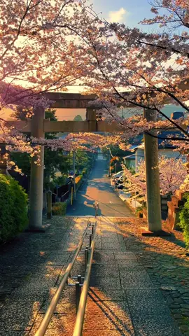 Kyoto / 京都 2023 Kyoto cherry blossom summary video🥰👍 1.Munetaka Shrine 2.Konkaikomyo-ji Temple 3.Takenakainari Shrine 4.Konkaikomyo-ji Temple  #kyoto #kyototrip #kyototravel #kyotolife #kyotostyle #kyoto⛩ #kyoto🇯🇵 #kyotocity #visitkyoto #japan #japantrip #japantravel #torii #toriigate #cherryblossom #cherryblossoms #sakura #京都 #京都観光 #京都旅行 #spring #japanspring #春 #桜 #さくら 