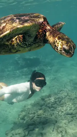 Saaaaa dude ☺️🐢🪸 #hawaii #oahu #oahuhawaii #honolulu #honoluluhawaii #turtle #diving #freediving  #fy #fyp #bucketlist #bucketlisttravel #bucketlistvacations 