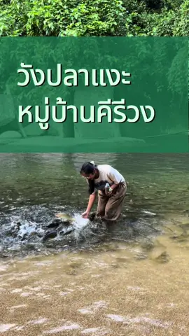 วังปลาแงะ หรือ ปลาพลวง ปลาตามลำธารน้ำตก อาศัยอยู่ในธรรมชาติ #ปลาแงะ #น้ำตก #บ้านสวนเรไรคีรีวง #หมู่บ้านคีรีวงศ์🏞️ #CapCut 