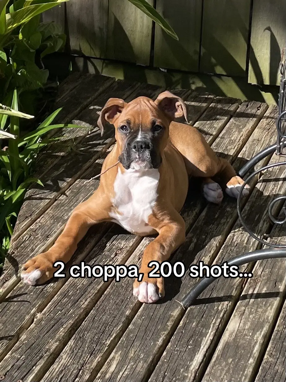 #boxer #boxerdogs #boxerdogsoftiktok #2choppa200shots #dogsoftiktok #dogs #fyp 