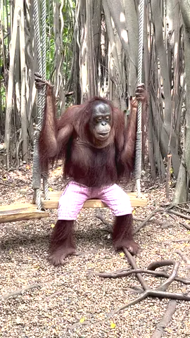 Orangutan Gives Woman a Smooch. Please Read: Orangutans are losing their homes to deforestation (Look up 