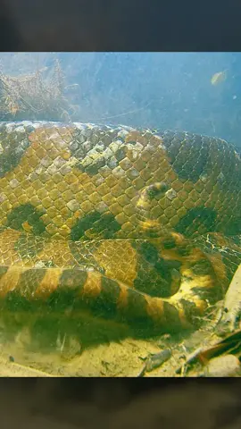 How giant snakes hunt #snake #animals #wildanimals #amazing #oman #tiktok #fyp 