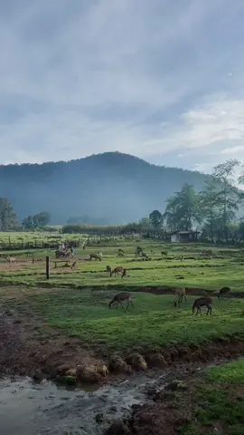 🌳🦌☁️ #rancaupas #ciwidey #bandung #holiday #bandungplacetogo  #fyp #fypシ 