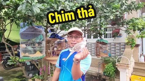Đam mê thả chim 😄🙃🙂 #luutamtv #choeluasinhsan #cugaysinhsan #cugaythai #cugaymalaysia #chaomaosinhsan #choethansinhsan #thuanchimboi 