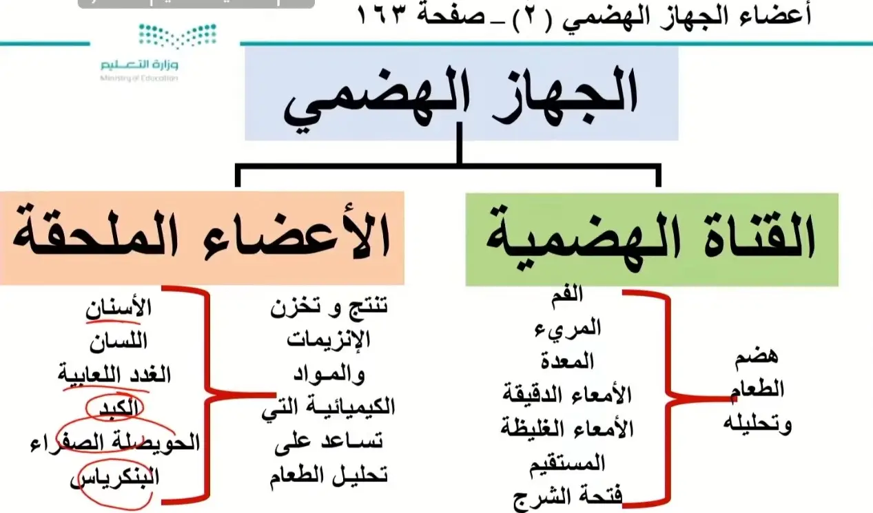 علوم ثاني متوسط درس الجهاز الهضمي #علوم ثاني متوسط 